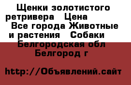 Щенки золотистого ретривера › Цена ­ 15 000 - Все города Животные и растения » Собаки   . Белгородская обл.,Белгород г.